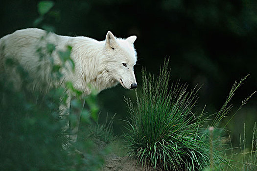 侧视图,白色,北极狼,狼的棕熊,站,长的草