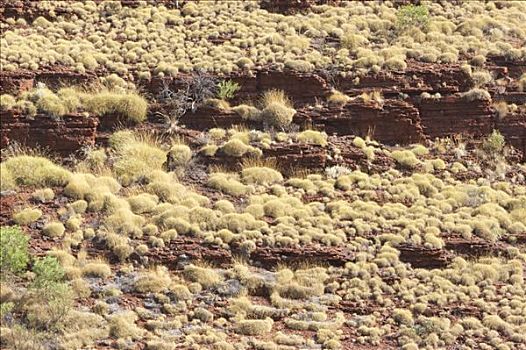 石头,遮盖,卡瑞吉尼国家公园,区域,西澳大利亚