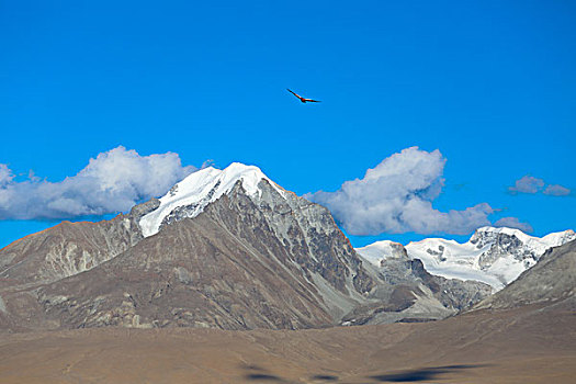 雪山与候鸟