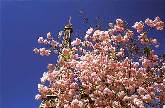 巴黎,埃菲尔铁塔,玫瑰,计划