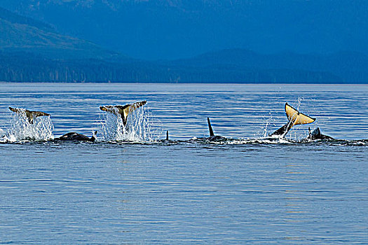 逆戟鲸,鲸,玩耍,尾部,表面,东南阿拉斯加,夏天