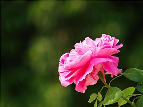 粉色,玫瑰,自然,清迈,泰国