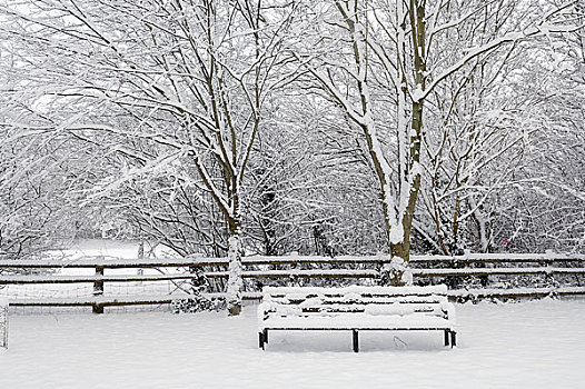 英格兰,萨默塞特,冬天,雪,乡村,公园