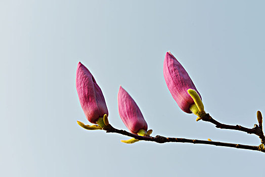 花,广玉兰