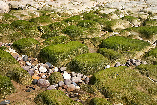 石头,繁茂,绿藻,海滩,阿尔加维,葡萄牙,欧洲