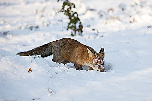 红狐,狐属,成年,挖,雪中,诺曼底