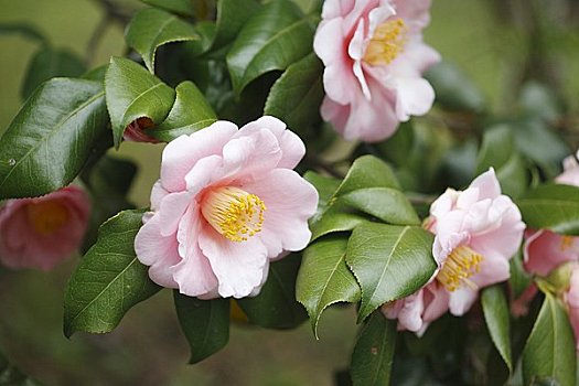 雪地山茶山茶盛开山茶花山茶花山茶山茶,日本山茶山茶山茶头状花序