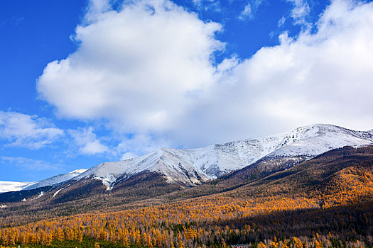 西北第一村白哈巴金秋盛景