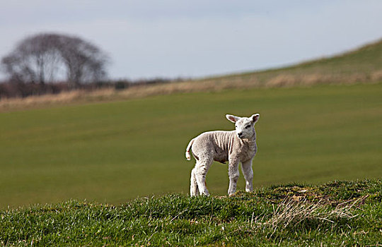 小,羊羔,站立,一个,草地,诺森伯兰郡,英格兰