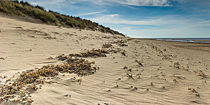 宽阔,沙丘,海滩,孤单,跑步