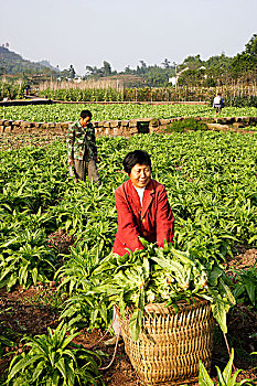 重庆璧山县新堰村蔬菜基地,莴笋,蔬菜大田