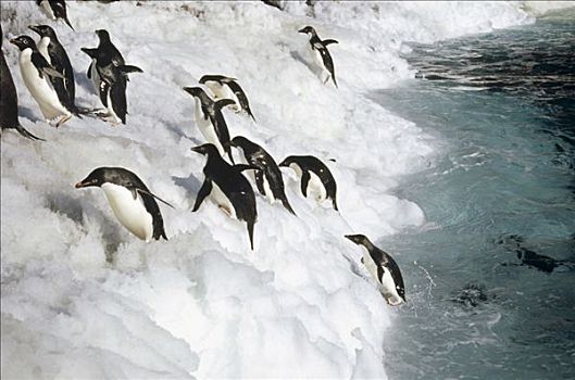 阿德利企鹅,群,跳跃,岸边,冰,石台,岛屿,拥有,罗斯海,南极