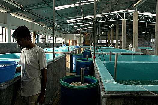 虾,农场,地区,库尔纳市,分开,2007年
