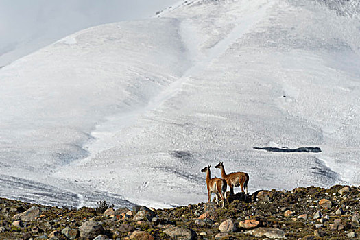 原驼,正面,雪冠,山,托雷德裴恩国家公园,巴塔哥尼亚,智利,南美