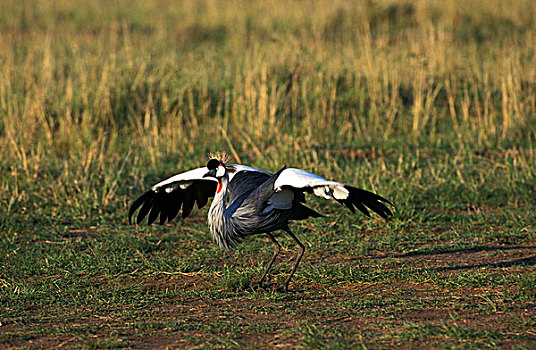 鹤,灰冠鹤,成年,起飞,公园,肯尼亚