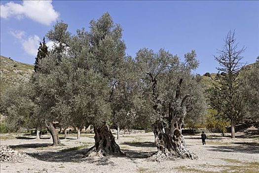 老,橄榄树,克里特岛,希腊,欧洲