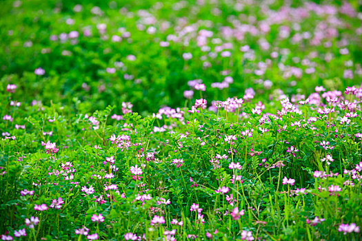 紫云英,红花,竹林,翠竹,春天,田野,烂漫,绿色,生机盎然