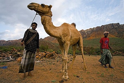男人,骆驼,索科特拉岛,也门
