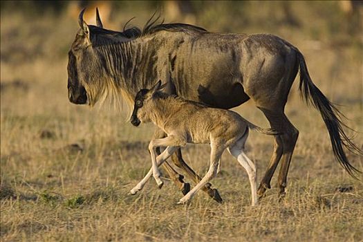 蓝角马,角马,母亲,3天大,老,幼兽,马赛马拉,肯尼亚