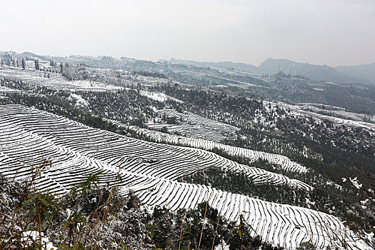 茶山风光