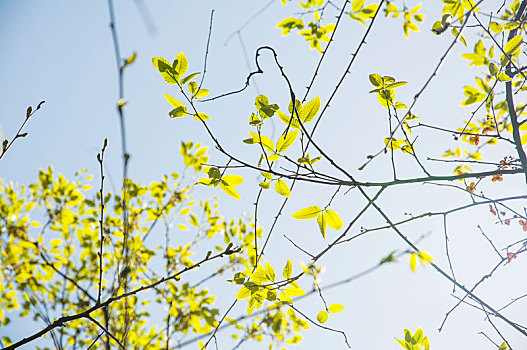 春季软木栎发出嫩绿的叶子