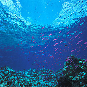 澳大利亚,大堡礁,紫色