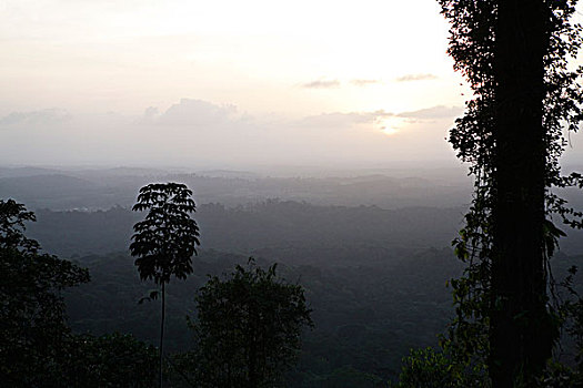 日出,上方,热带雨林