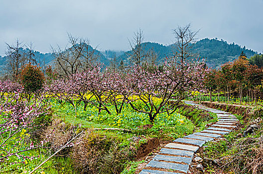 田间小路