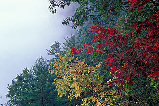 红枫,树,树林,州立公园,宾夕法尼亚,美国