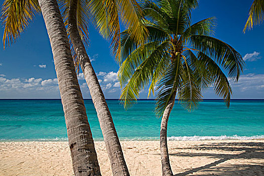 棕榈树,青绿色,水,海滩,大开曼岛,开曼群岛,西印度群岛