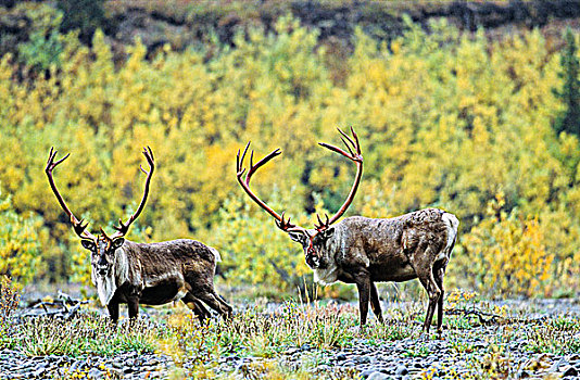 北美驯鹿,雄性动物,育空,加拿大