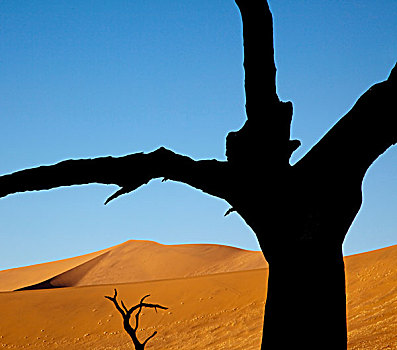 纳米比亚,纳米比诺克陆夫国家公园,索苏维来地区,枯木,对比,沙丘,死亡谷
