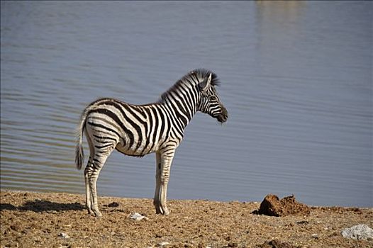 平原斑马,斑马,水坑,埃托沙国家公园,纳米比亚,非洲