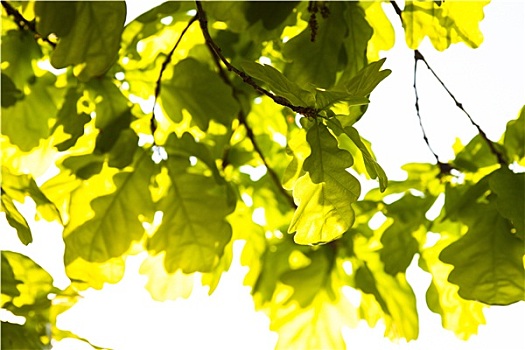 绿叶,橡树,阳光