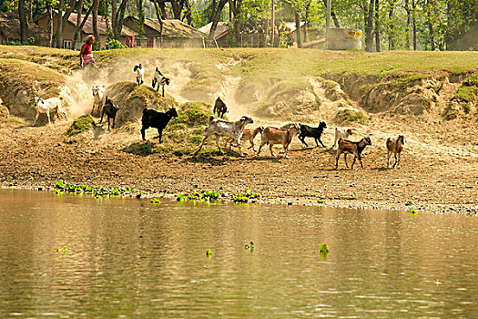 山羊,跳跃,堤,河,经营,云,灰尘,奇旺国家公园,尼泊尔,亚洲