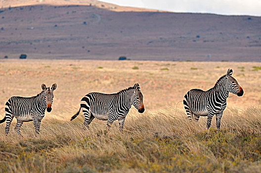 角山斑马,斑马,牧群,站立,高,干草,斑马山国家公园,东开普省,南非,非洲