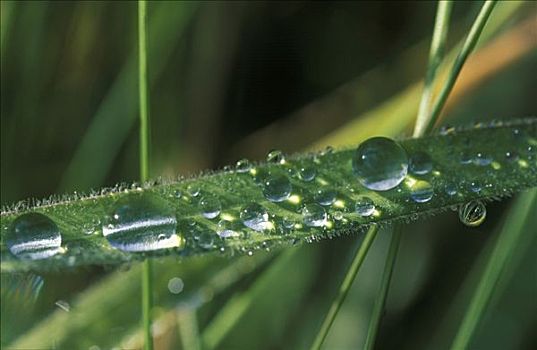 水滴,草叶