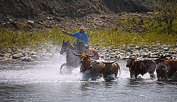 牛仔,放牧,牛,河,艾伯塔省,加拿大