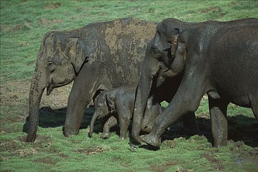 亚洲象,象属,两个,成年人,幼仔,走,国家公园,印度