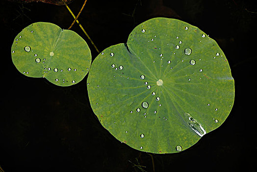 雨荷