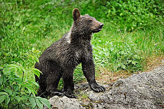 棕熊,幼兽,动物,公园,巴伐利亚森林国家公园,巴伐利亚,德国,欧洲