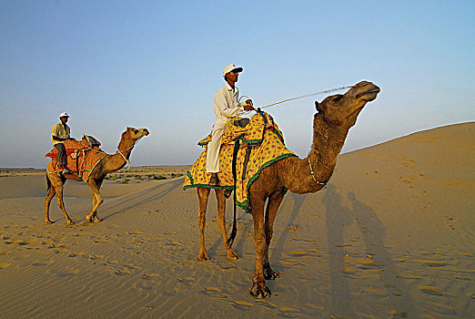 印度,斋沙默尔,骆驼,骑