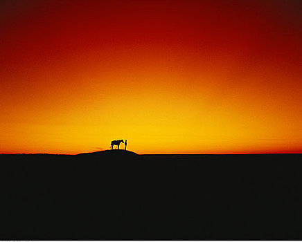 剪影,男人,马,日落,草原国家公园,萨斯喀彻温,加拿大