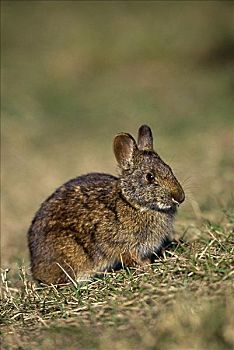 湿地兔