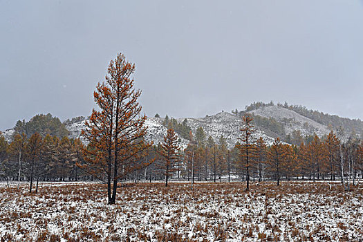 阿尔山雪景