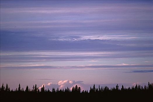 天空,树,不列颠哥伦比亚省,加拿大