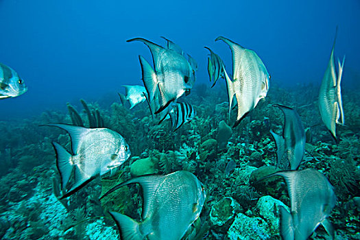 加勒比,深潜,海湾群岛,洪都拉斯,中美洲