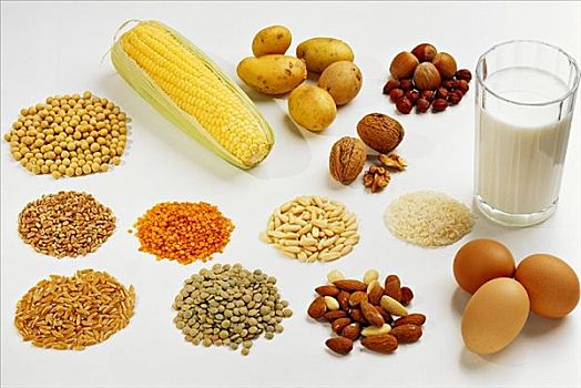 蛋白质,食物,营养