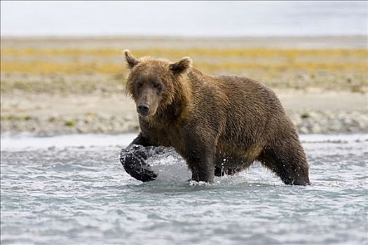大灰熊,棕熊,涉水,河