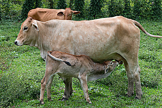 母牛,哺乳,幼兽,农场,庄园,洪都拉斯